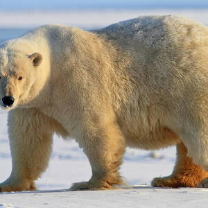Polar Bear, Wildlife Refuge, Alaska #4 by Bernd Rommelt