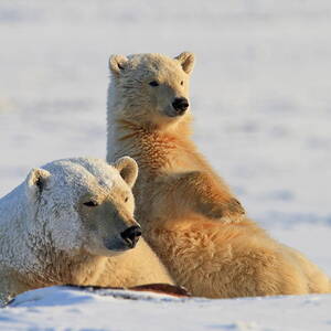 Polar Bear, Wildlife Refuge, Alaska #6 by Bernd Rommelt