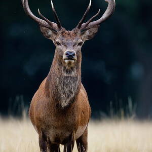 Red Deer #6 by Damiankuzdak