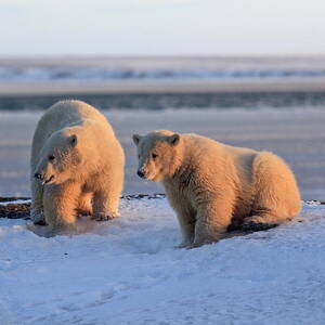 Polar Bear, Wildlife Refuge, Alaska #7 by Bernd Rommelt