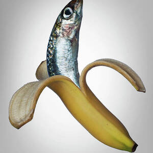 A Fish In A Banana by Buena Vista Images