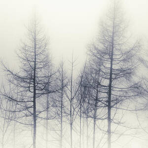 Abstract Trees In Winter by A All Rights Reserved Abstract Trees In Winter by A All Rights Reserved