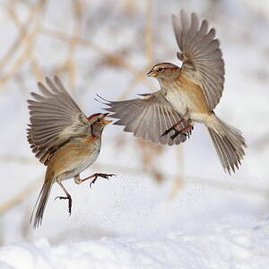 American Tree Sparrows by Alina Morozova