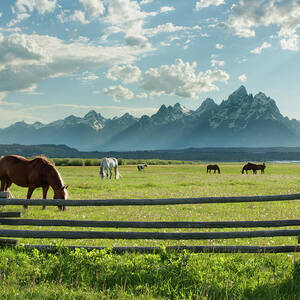 American West Horses And Grand Teton by Jimveilleux