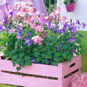 Aquilegia 'spring Magic', Blue And Pink by Friedrich Strauss