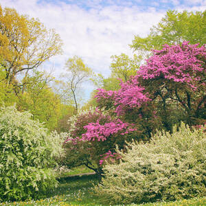 Spring Comes to Daffodil Hill by Jessica Jenney