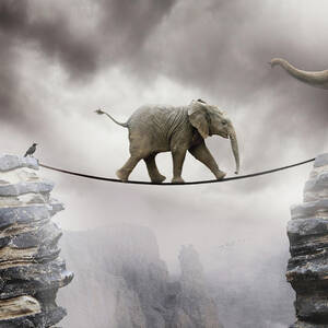 Baby Elephant by By Sigi Kolbe Baby Elephant by By Sigi Kolbe