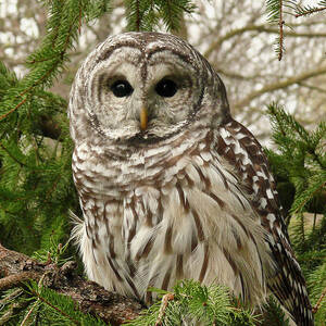Barred Owl by Karen Von Knobloch Photographerkaren