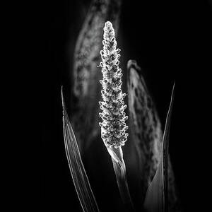 Black And White Of A Pickerelweed Plant by Laura Diez