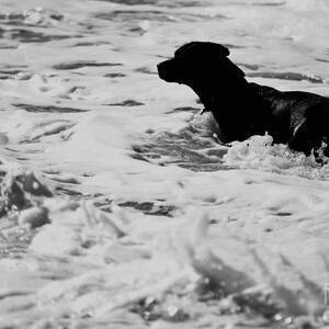 Surfer's Black Dog by Debra Banks Surfer's Black Dog by Debra Banks