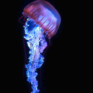 Blue And Purple Jellyfish by Maria Aiello