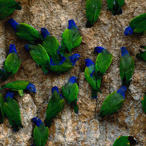 Blue-headed And Barrabands Parrots by Art Wolfe
