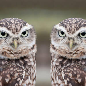 Burrowing Owls by Tony Emmett