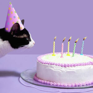 Cat Wearing Birthday Hat Blowing Out by Steven Puetzer