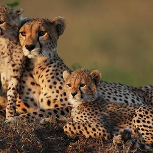 Cheetah Family by Gp232 Cheetah Family by Gp232