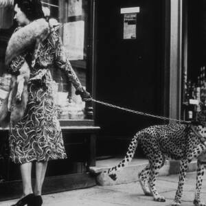 Cheetah Who Shops by B. C. Parade