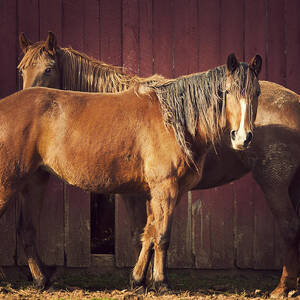Chestnut Horses by Thepalmer Chestnut Horses by Thepalmer