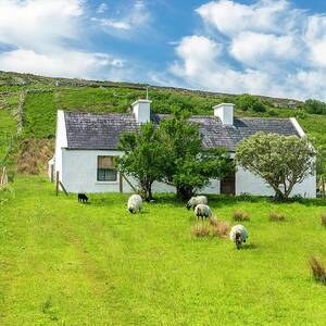 Cottage & Sheep, Mayo, Ireland by Sebastian Wasek