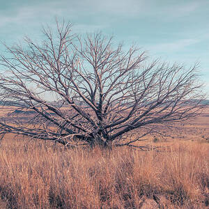 Desert Tree by Slow Fuse Photography