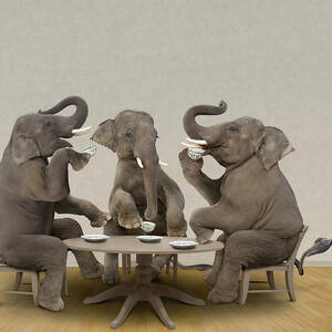 Elephants Having Tea Party by John M Lund Photography Inc