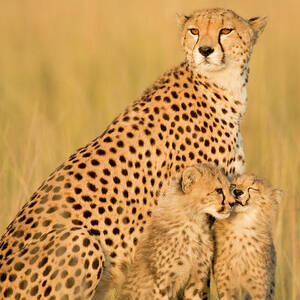 Female Cheetah Acynonix Jubatus With by Winfried Wisniewski