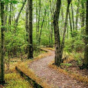 Forest Path, Wildlife Refuge, Nj by Laura Zeid