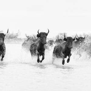 France, Camargue, Black Bulls Running by Tim Mannakee