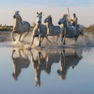 France, Provence-alpes-cote D'azur, Saintes-maries-de-la-mer, Regional Nature Park Of The Camargue, White Horses Are Herded By A Guardian In The Marshes Of The Camargue by Tim Mannakee