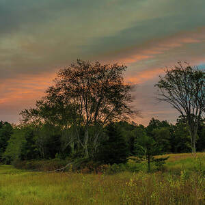 Pine Lands in Friendship Sunrise by Louis Dallara Pine Lands in Friendship Sunrise by Louis Dallara