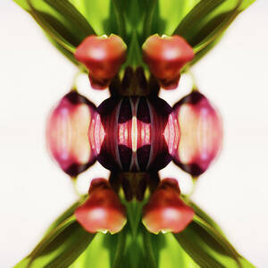 Fritillaria Flower by Silvia Otte
