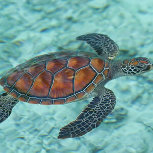 Green Sea Turtle by Mako Photo
