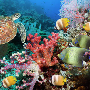 Green Sea Turtle Over Coral Reef by Georgette Douwma