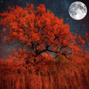 Halloween Color by Philippe Sainte-laudy Photography