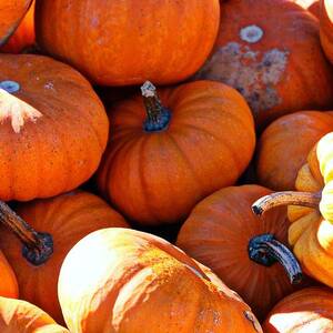 Halloween Pumpkins by J.castro