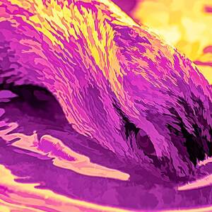 Head Dunking Duck Funkadellic by Don Northup Head Dunking Duck Funkadellic by Don Northup