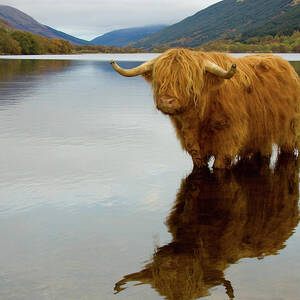 Highland Cow by Empato