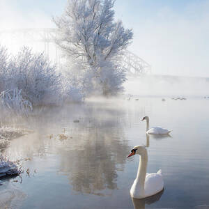 Icy Swan Lake by E.m. Van Nuil