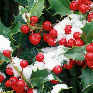 Ilex holly, Berries And Leaves With Snow by Thomas Engelhardt