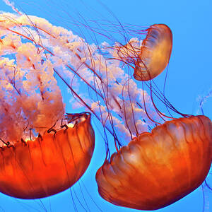 Jelly Fish by Jill Buschlen