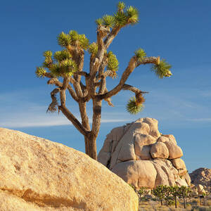 Joshua Tree In Park by Massimo Ripani