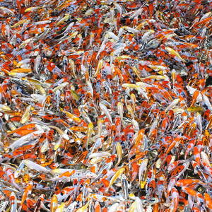 Koi Jigsaw by Chris Edwards