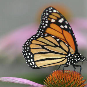 Monarch Butterfly by Wind Home Photography