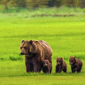 Mother Bear And Three Cubs by Feng Wei Photography Mother Bear And Three Cubs by Feng Wei Photography