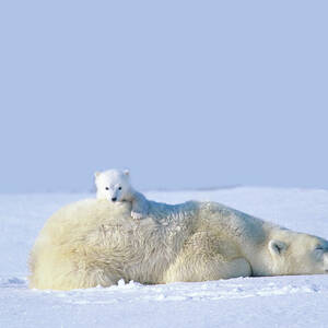 Mother Polar Bear With Cub, Lying On by Art Wolfe Mother Polar Bear With Cub, Lying On by Art Wolfe