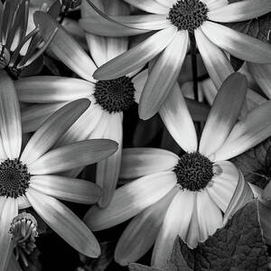 Multiple Daisies Flowers by Louis Dallara Multiple Daisies Flowers by Louis Dallara