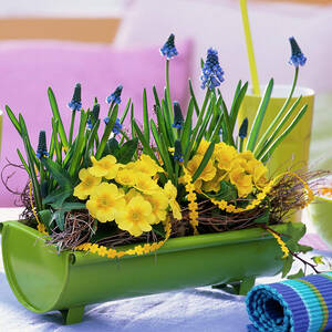 Muscari grape Hyacinth And Primula spring Primrose by Friedrich Strauss