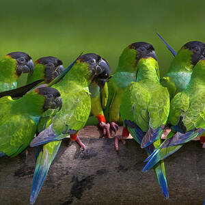 Nanday Parakeets Perched In A Row In by Mint Images - Art Wolfe
