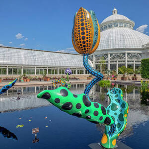 Nyc, Bronx, New York Botanical Garden, Kusama Exhibit Cosmic Nature Hymn Of Life Tulips by Claudia Uripos