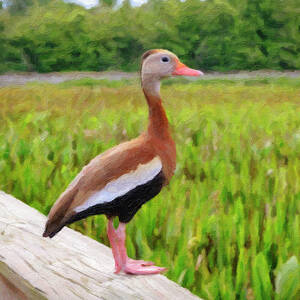 Oil Painting Of Black-bellied Whistling-duck by Laura Diez Oil Painting Of Black-bellied Whistling-duck by Laura Diez