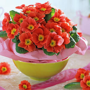 Orange Primula Acaulis spring Primrose With Yellow Eye by Friedrich Strauss